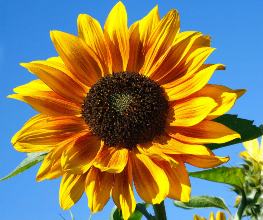 Цветы солнышко фото и описание сорта