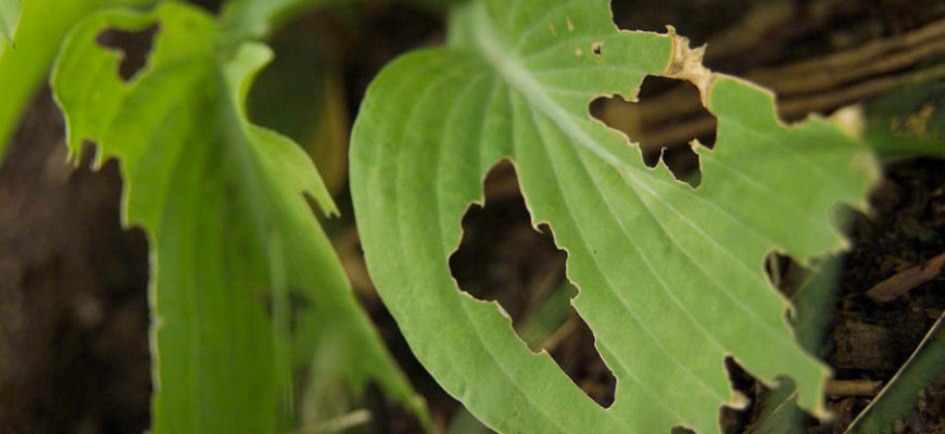 Почему на листьях хосты появляются дырки и что делать