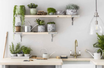 7 лучших комнатных растений для кухни