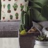 Выращивание и уход за кактусами в домашних условиях