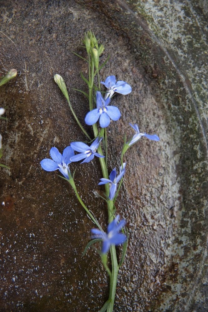 Синие цветы Лобелии