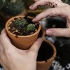 Выращивание комнатных растений - советы новичкам