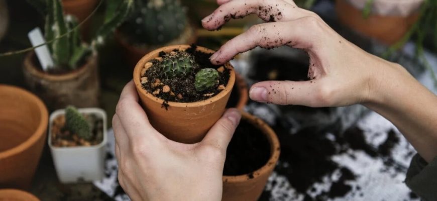 Выращивание комнатных растений - советы новичкам