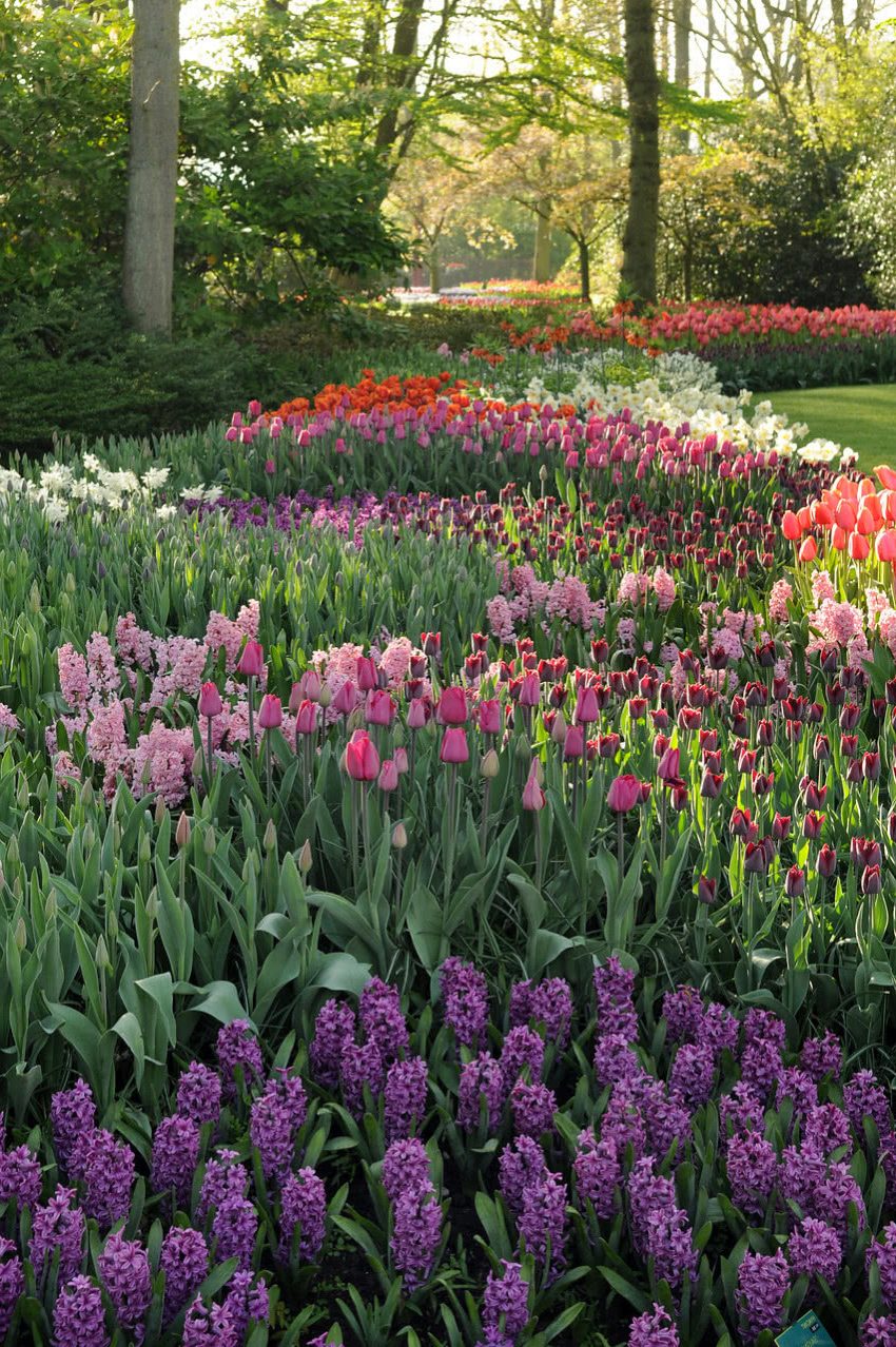Голландский сад