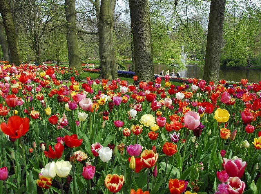 Сад с тюльпанами