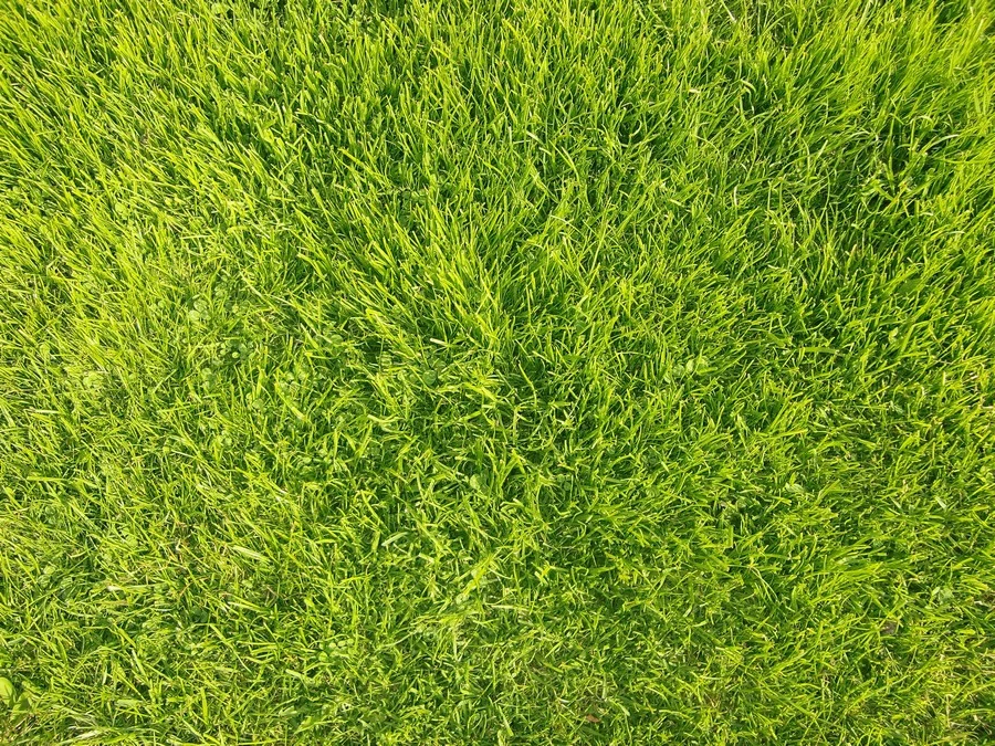 зеленый газон в саду