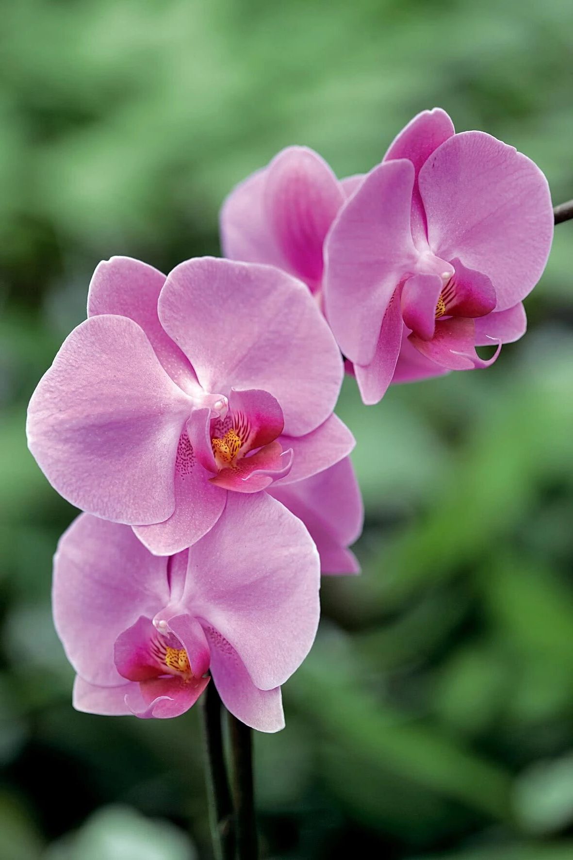 Фаленопсис - популярная и простая в выращивании орхидея с красивыми цветками.