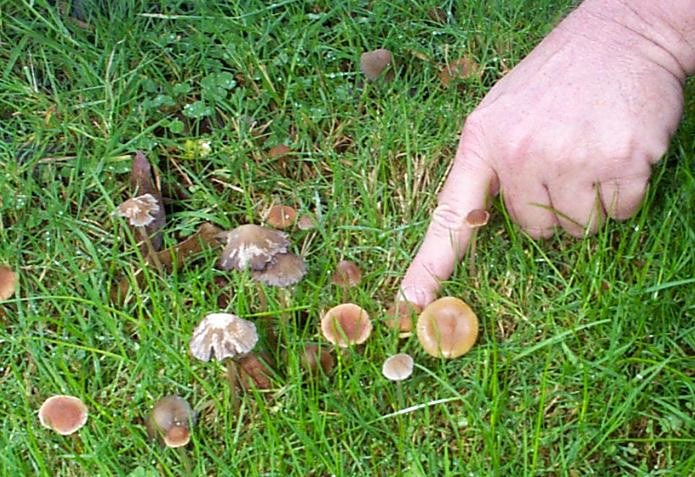 Вред газону от грибов