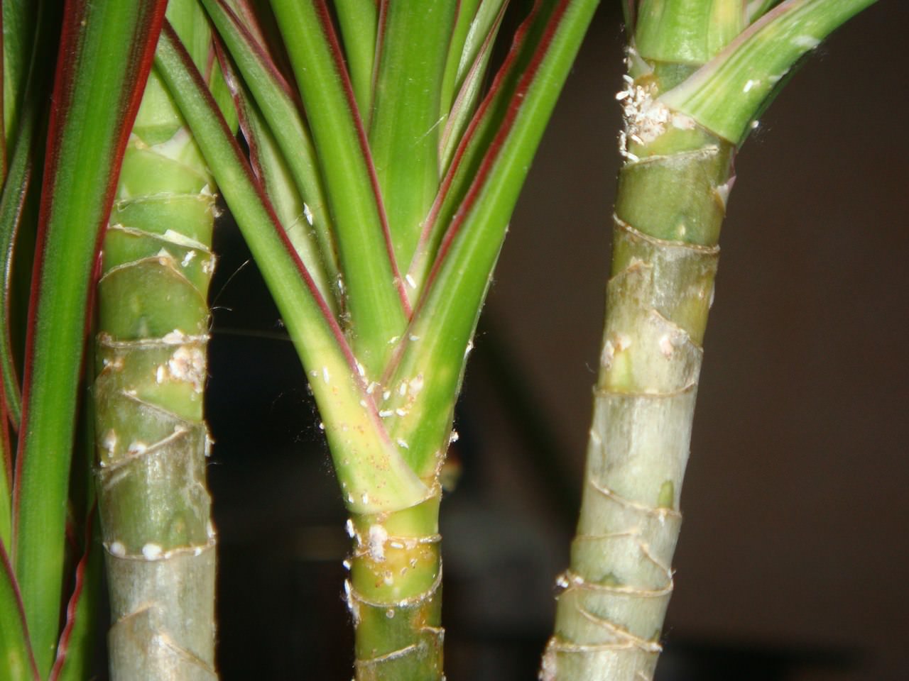 Почему у драцены опадают листья: причины и способы спасти пальму