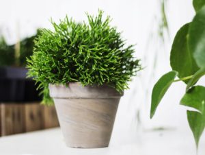 Хатиора - описание растения