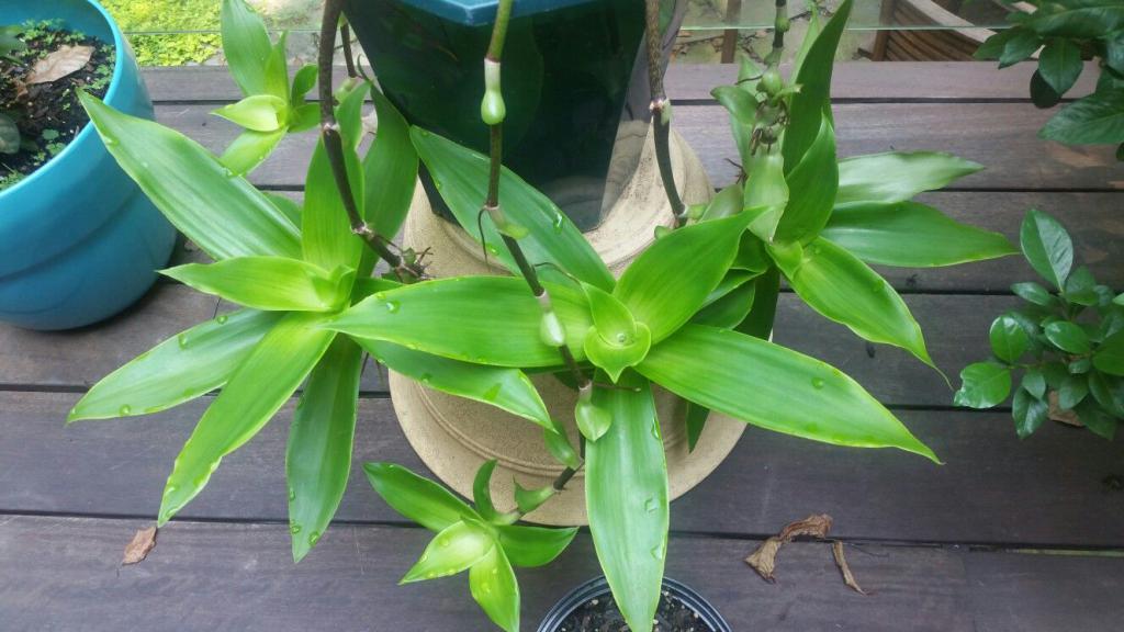 Коллизия душистая, или тайская (Callisia fragrans)
