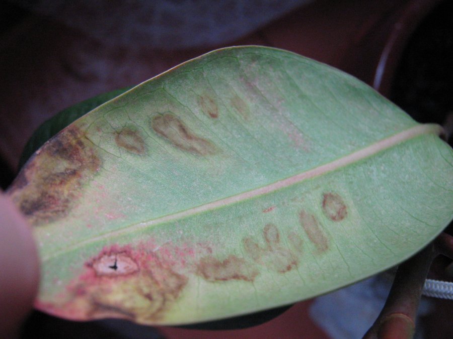 пораженный болезнью лист фикуса лирата