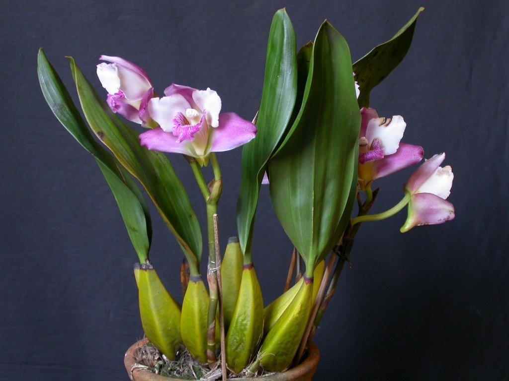Орхидея бифренария