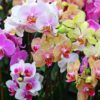 Яркие орхидеи