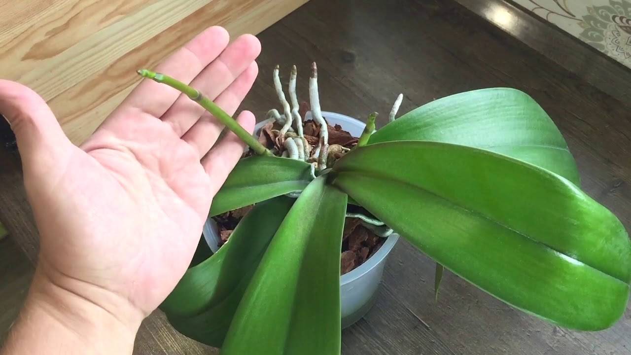 Орхидея с коротким цветоносом
