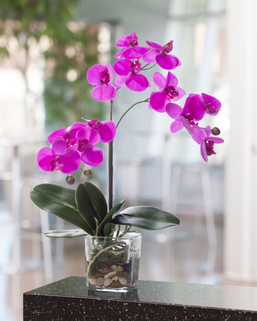 Орхидея в стеклянном кашпо
