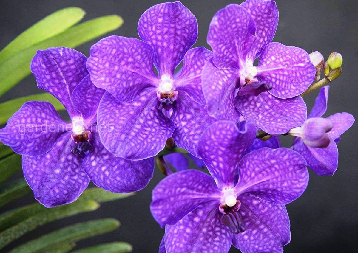 Комнатные орхидеи: ТОП-30 лучших видов с фото и названиями