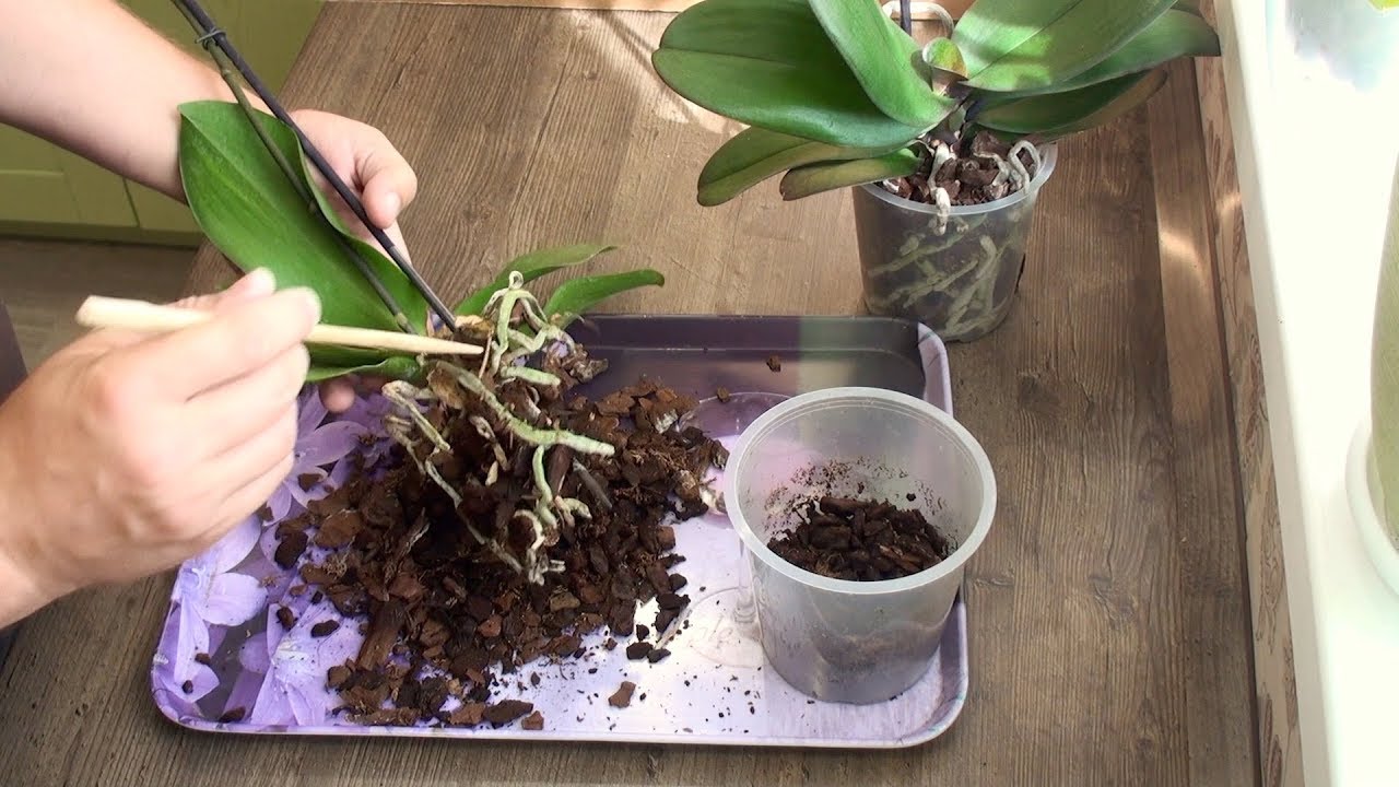 Пересадка орхидеи