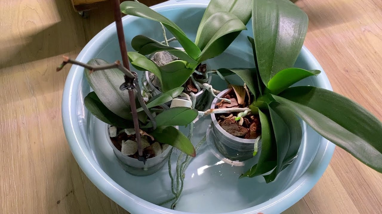 Погружной полив орхидеи