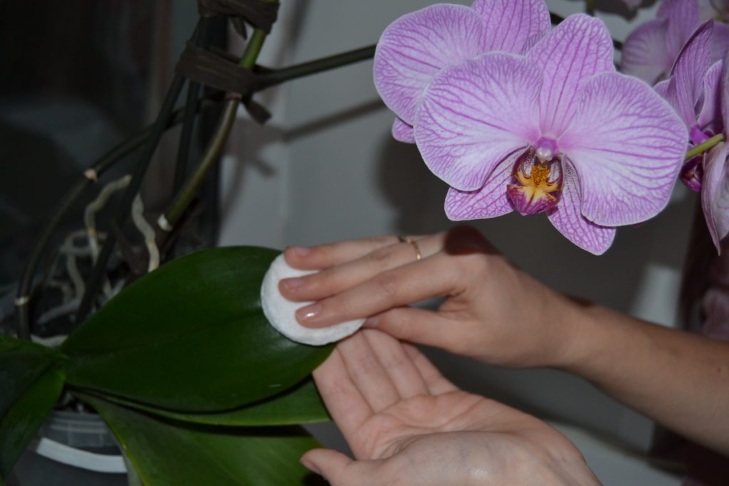 Протирание листьев орхидеи раствором янтарной кислоты