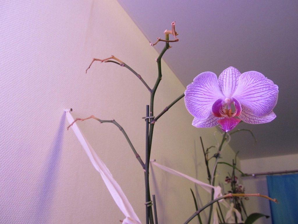 Засохший цветонос орхидеи