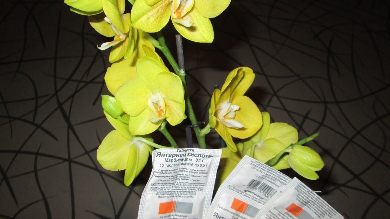 Янтарная кислота таблетки и орхидея