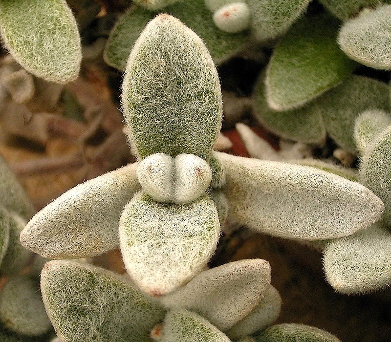 Эриофилла или белоснежное (Kalanchoe eriophylla)