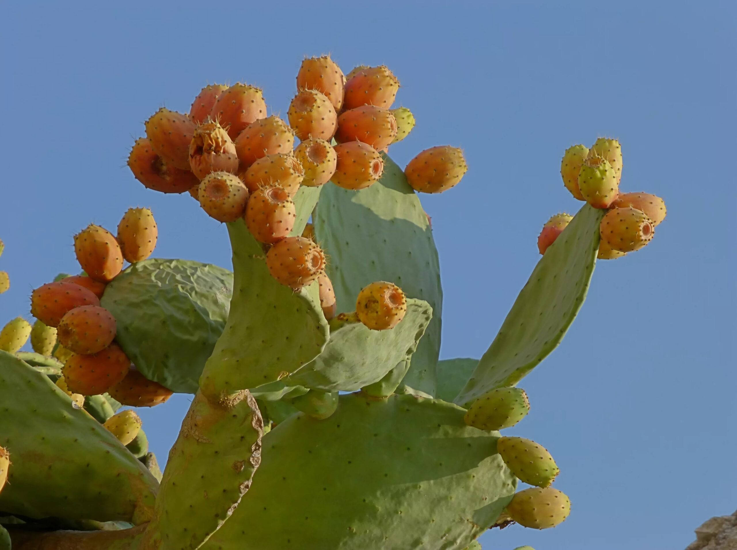 Инжирная или индийская (Opuntia ficus-indica)
