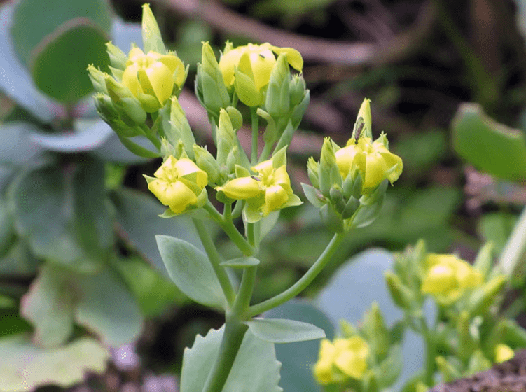 Крупноцветковое (kalanchoe grandiflora)
