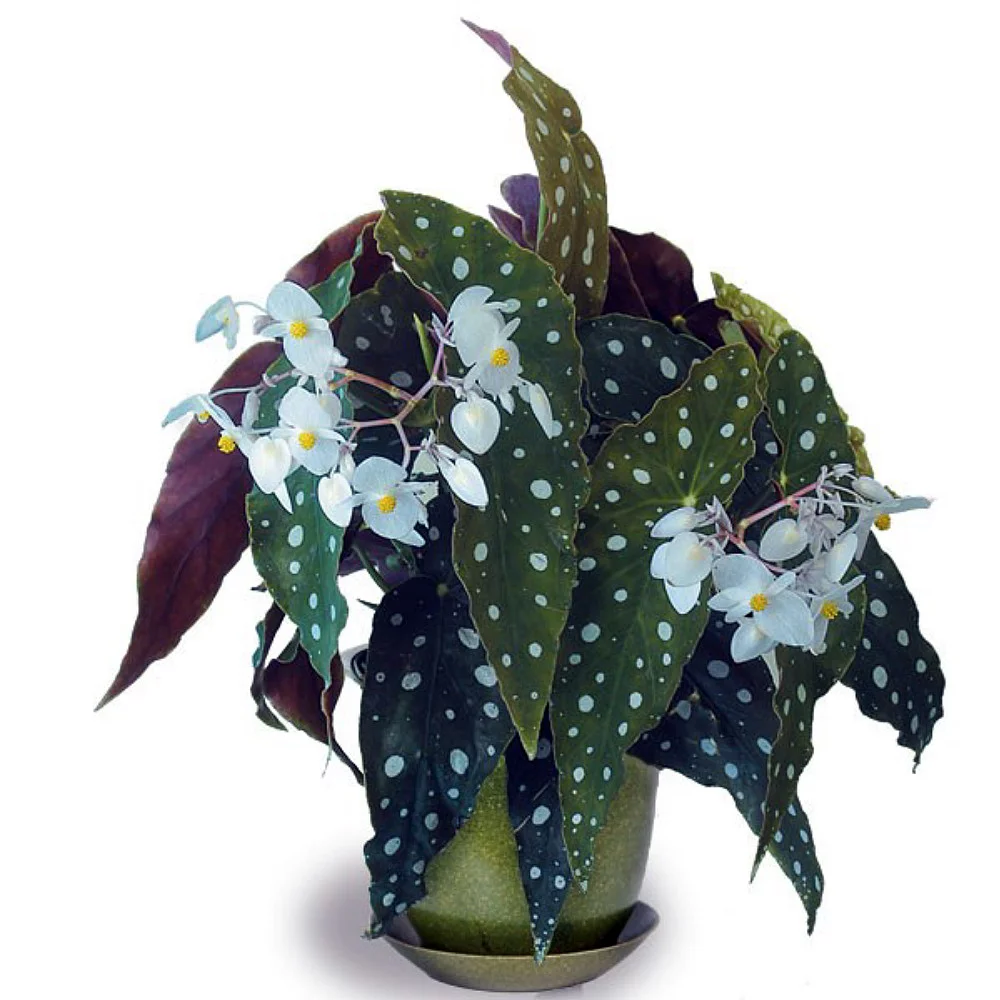 Бегония пятнистая (Begonia Maculata)