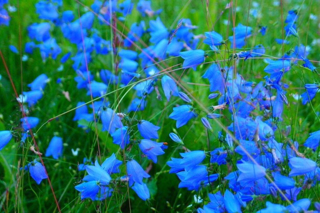Трава с голубыми цветами 6. Колокольчик тонколистный полевой. Колокольчик полевой медонос. Цветы голубенькие колокольчики. Кампанула синий колокольчик.