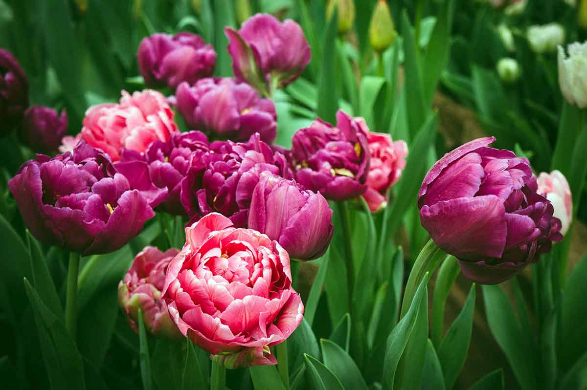 Махровый тюльпан