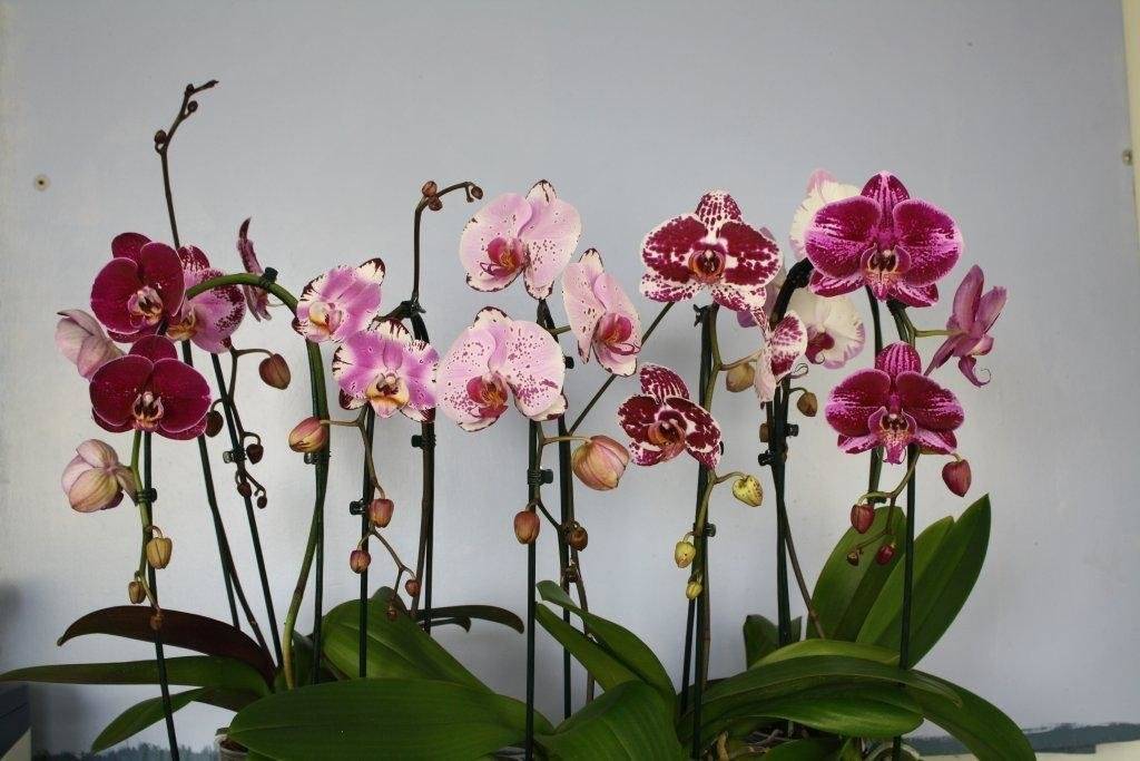 Орхидея-мотылек (Phalaenopsis amabilis)