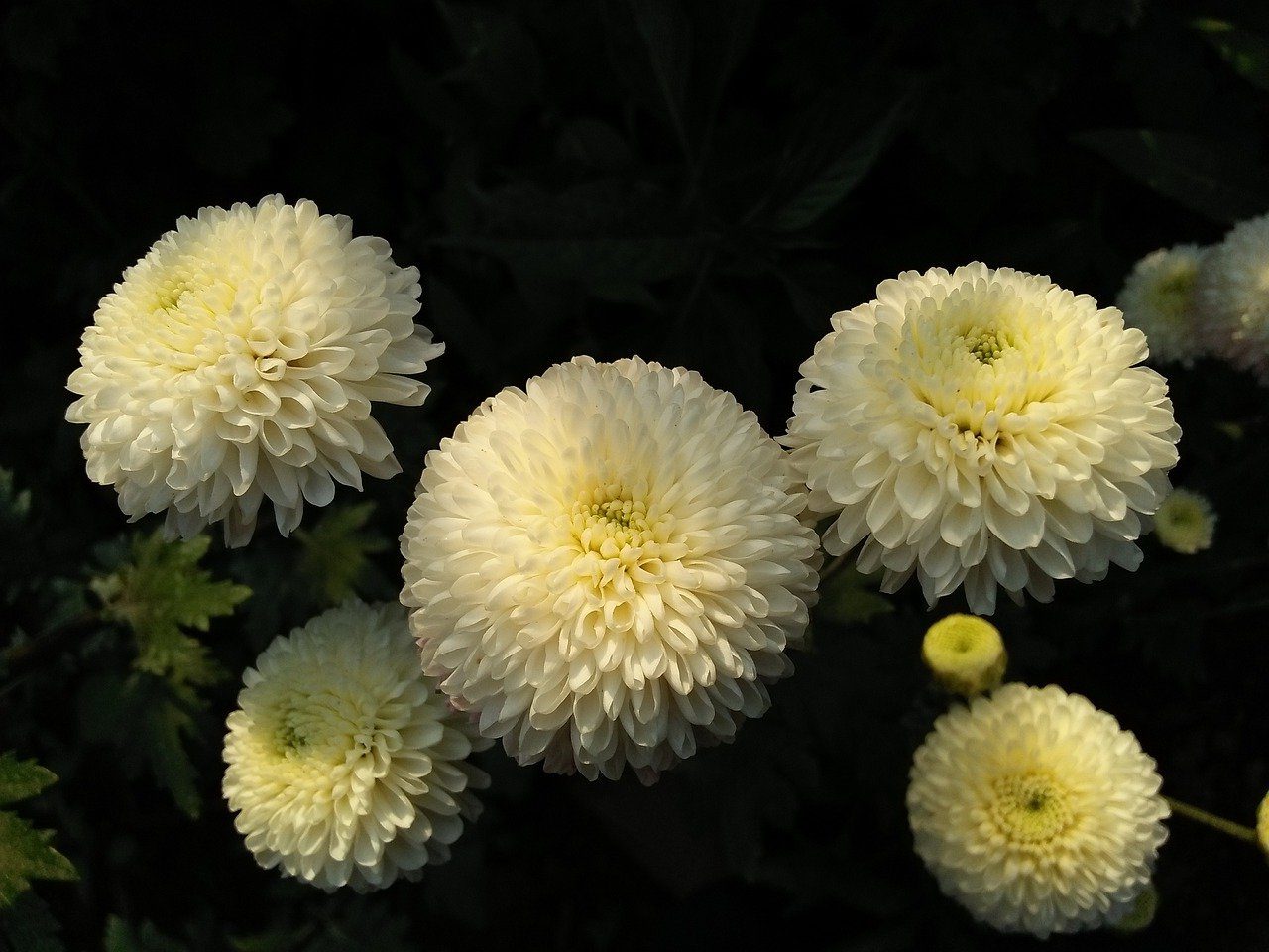 Цветы, похожие на Пионы: Топ-25 видов с описанием и фото
