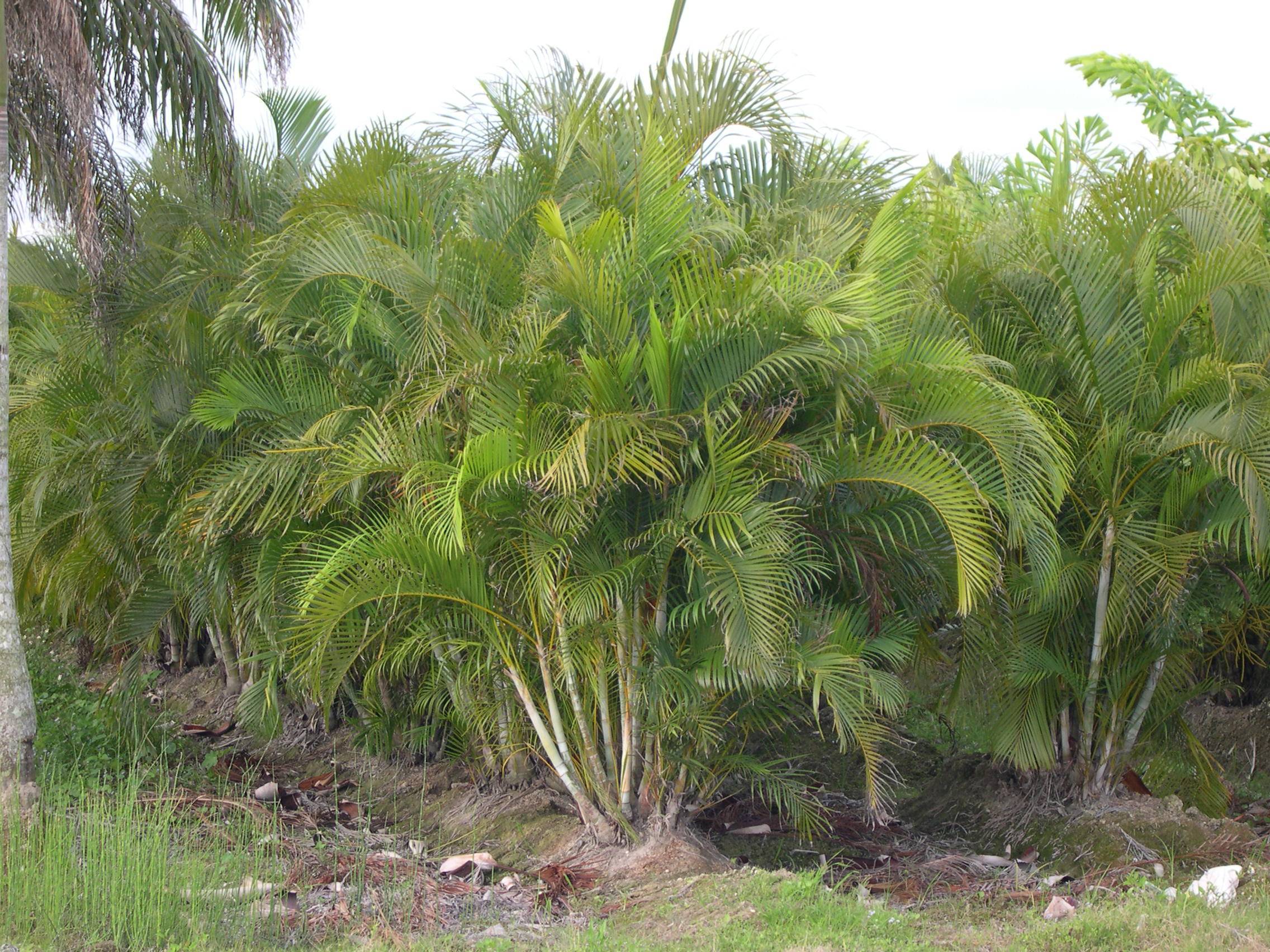 Можно ли выращивать пальму арека в открытом грунте