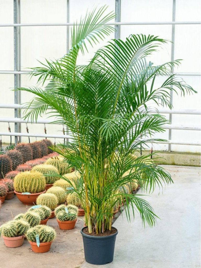 Комнатная пальма арека в интерьере