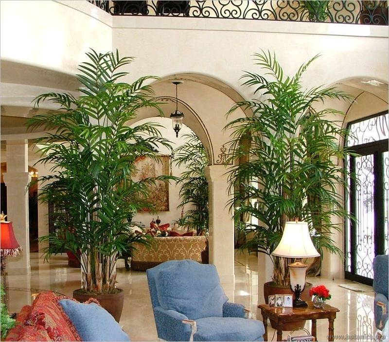 Комнатная пальма арека в интерьере