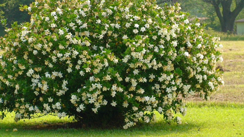 Можно ли выращивать гардению жасминовидную в саду