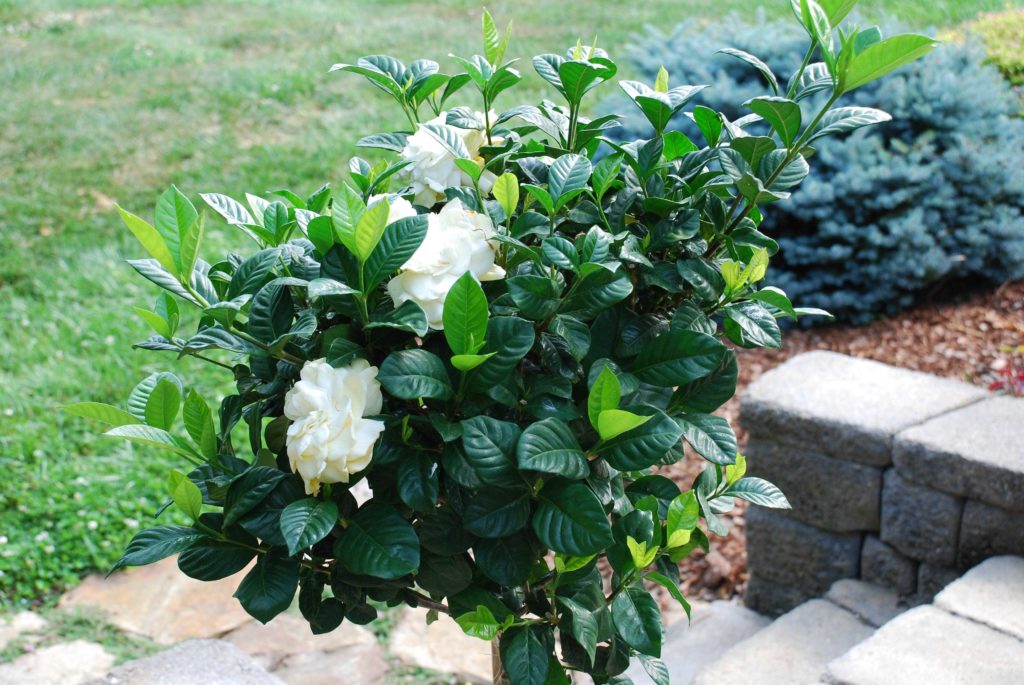 Можно ли выращивать гардению жасминовидную в саду