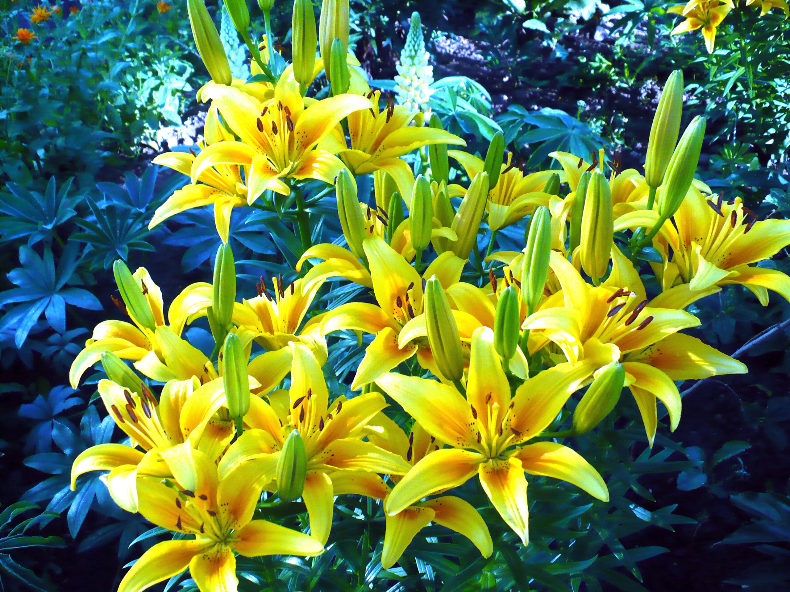 Цветы желтого цвета: Топ-40 видов для украшения участка или квартиры