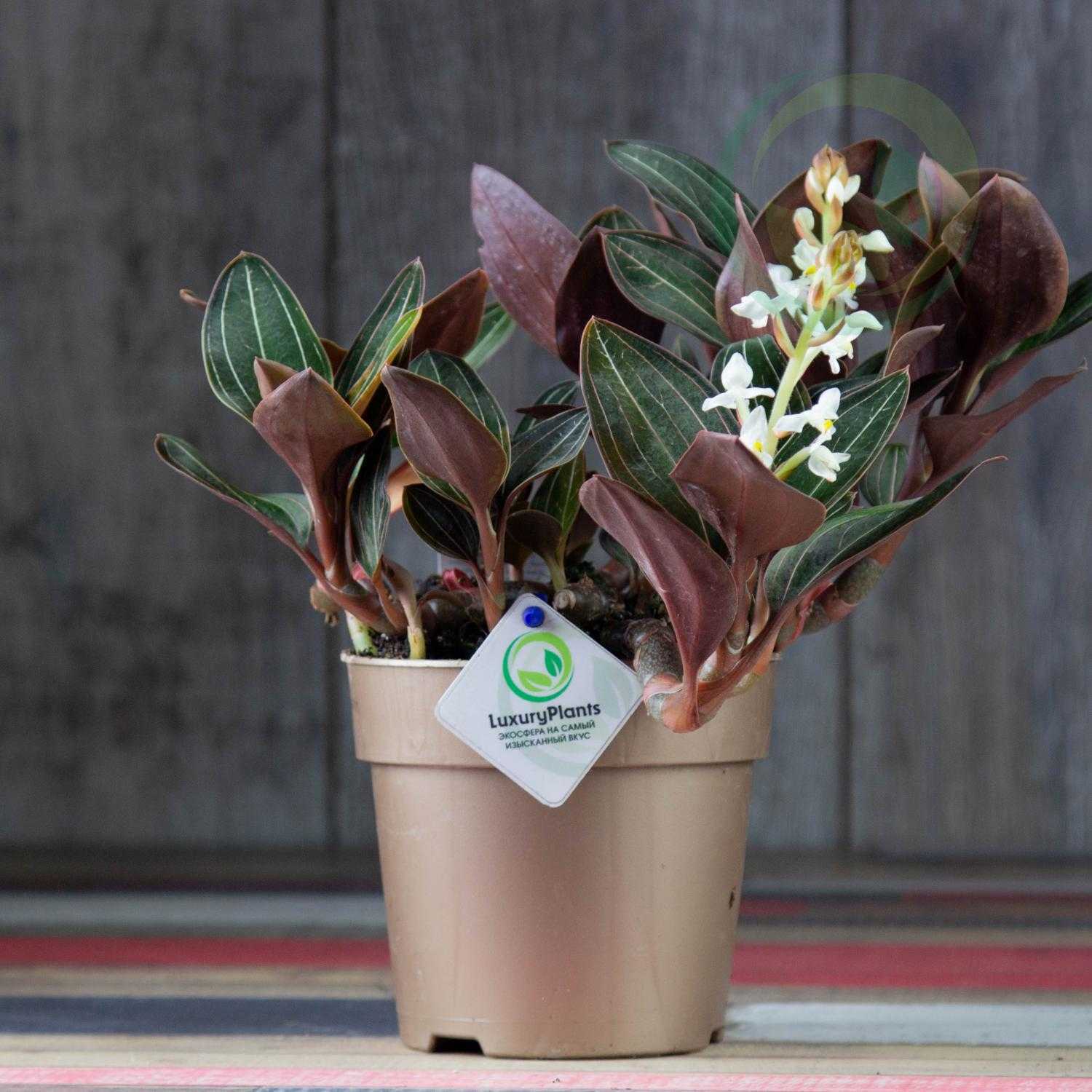 Драгоценная орхидея: уход в домашних условиях, размножение, сорта