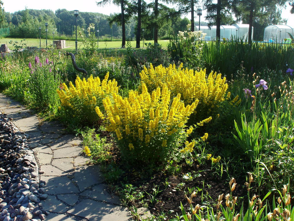 желтые цветы в саду
